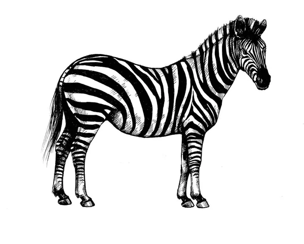 Grafik Hintergrund Illustration Zebra Wild Gestreiftes Pferd — Stockfoto