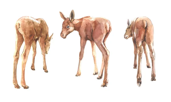 集水彩画野生森林鹿麋鹿 — 图库照片