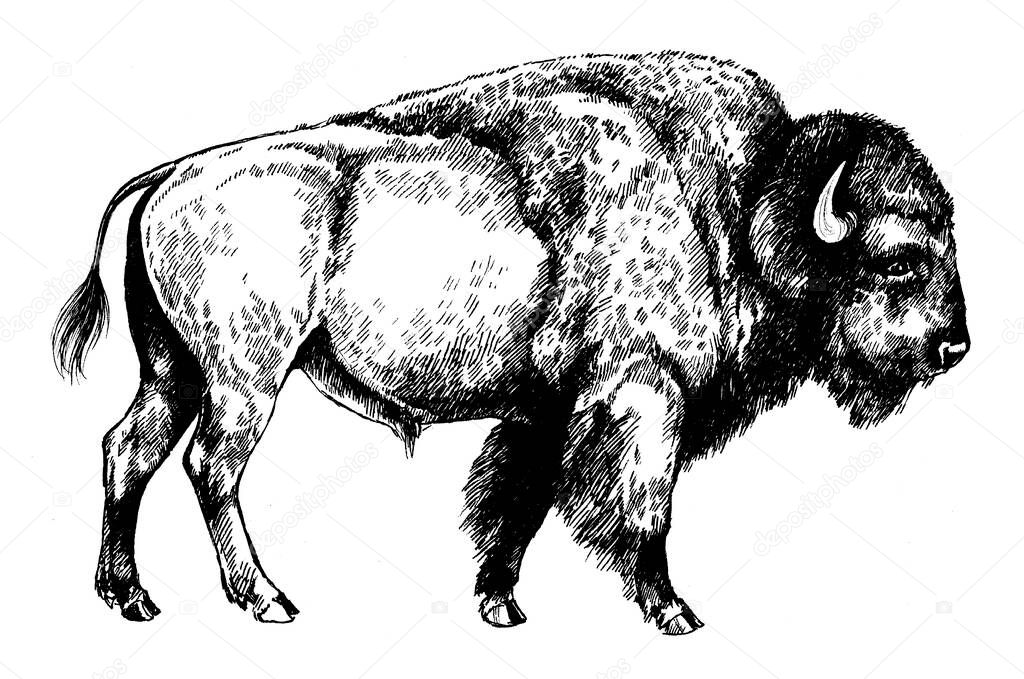 Bison bull graphic illustration forest protected animals