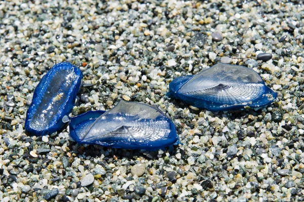 Me jellyfish Velella beached on the shore in the sand — Stock Photo, Image