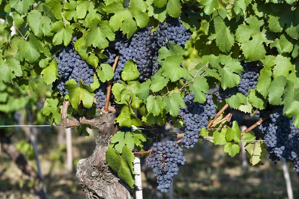 Trossen druiven in Piemonte-Italië — Stockfoto