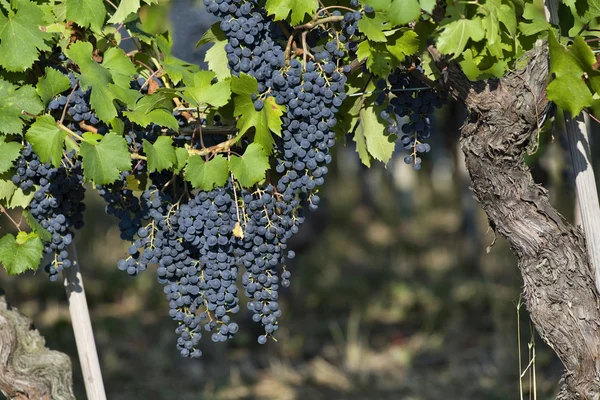 Гірлянди винограду в П'ємонті Італії — стокове фото