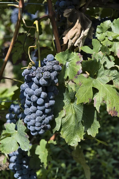 Trossen druiven in Piemonte-Italië — Stockfoto