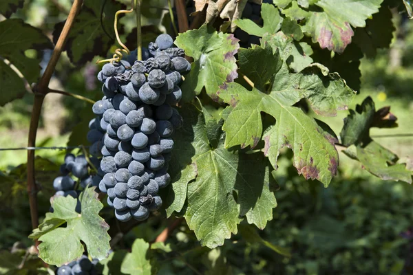 Trossen druiven in Piemonte-Italië — Stockfoto