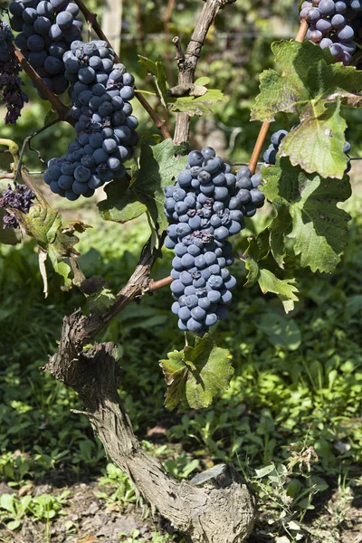 Trossen druiven in Piemonte-Italië — Stockfoto