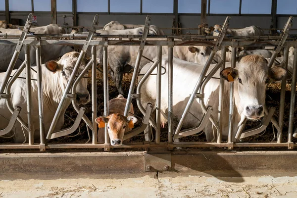 Vaches Blanches Race Piémontaise Fassona Dans Écurie — Photo