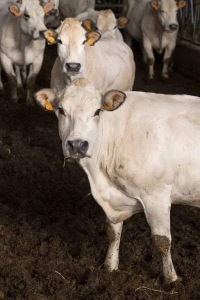 White Fassona Piedmontese Breed Cows Stable Zdjęcie Stockowe