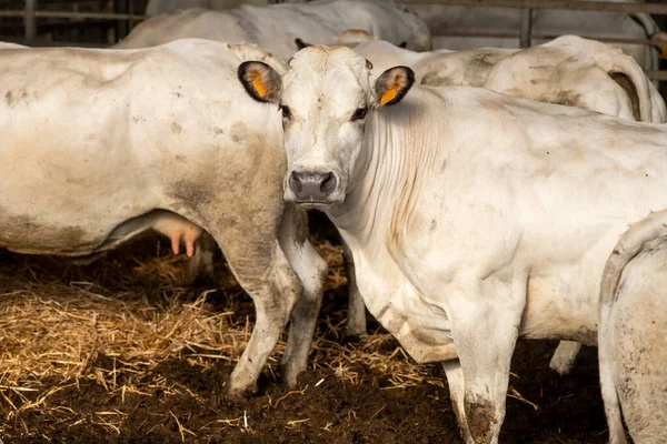 White Fassona Piedmontese Breed Cows Stable Obraz Stockowy