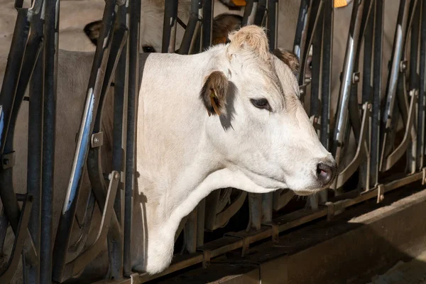 White Fassona Piedmontese Breed Cows Stable Obrazek Stockowy