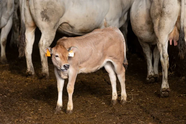 Vacas Brancas Raça Fassona Piemontese Estábulo Fotografia De Stock