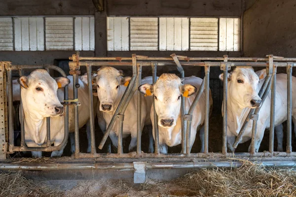 White Fassona Piedmontese Breed Cows Stable Zdjęcia Stockowe bez tantiem