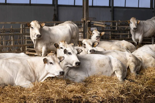 Vacas Brancas Raça Fassona Piemontese Estábulo Imagem De Stock