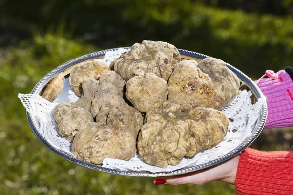 White truffles from Piedmont on tray — Stock Photo, Image