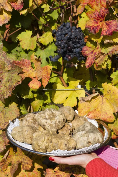 Beyaz Piedmont bir kadını eller tarafından düzenlenen tepsisindeki truffles