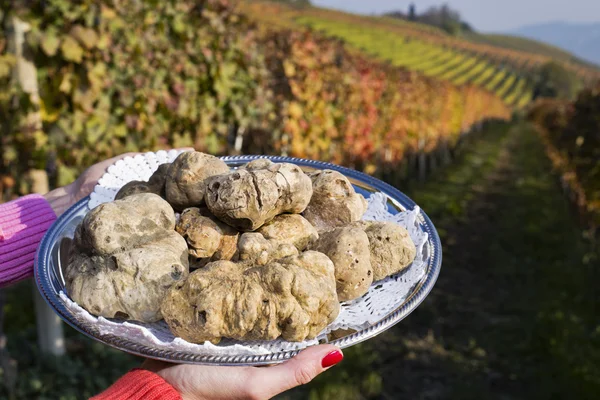 Weiße Trüffel aus dem Piemont auf dem Tablett im Hintergrund Hügel — Stockfoto