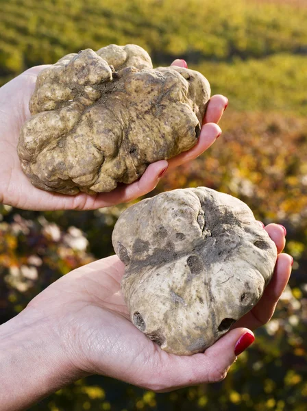 Truffes blanches du Piémont entre les mains d'une femme — Photo