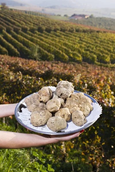 Trufas brancas do Piemonte na bandeja nas colinas de fundo — Fotografia de Stock