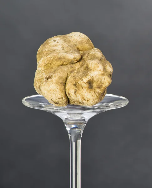 Still life of a truffle on a black background — Stock Photo, Image