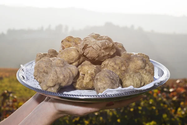 White truffles from Piedmont on the tray in the background hills — Stock Photo, Image