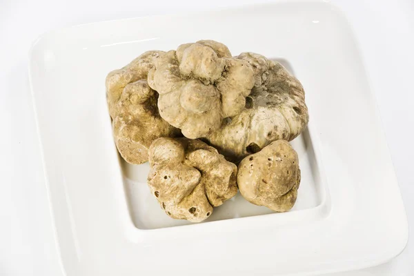 Many white truffles from Piedmont on ceramic plate — Stock Photo, Image