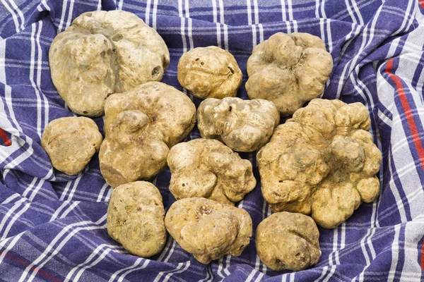 Many white truffles from Piedmont on cloth — Stock Photo, Image