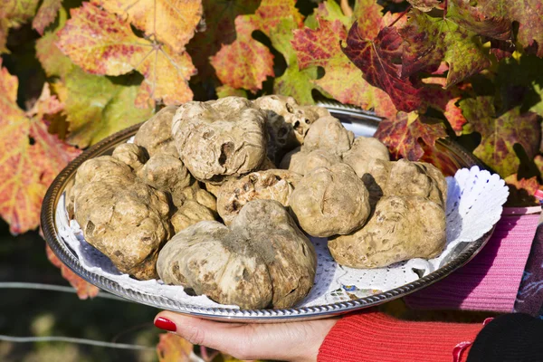 Beyaz Piedmont bir kadını eller tarafından düzenlenen tepsisindeki truffles