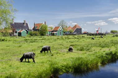 Tipik binalar ve Zaanse Schans'a, Amsterdam, Hol, yel değirmenleri