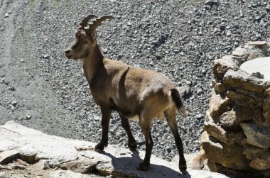 Kayanın üzerinde durdu dağ keçisi