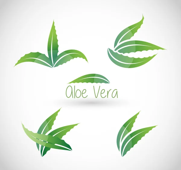 Aloe Vera vector ilustración — Archivo Imágenes Vectoriales