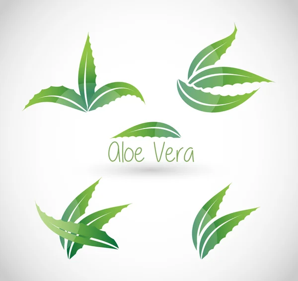 Ilustração do vetor Aloe Vera — Vetor de Stock