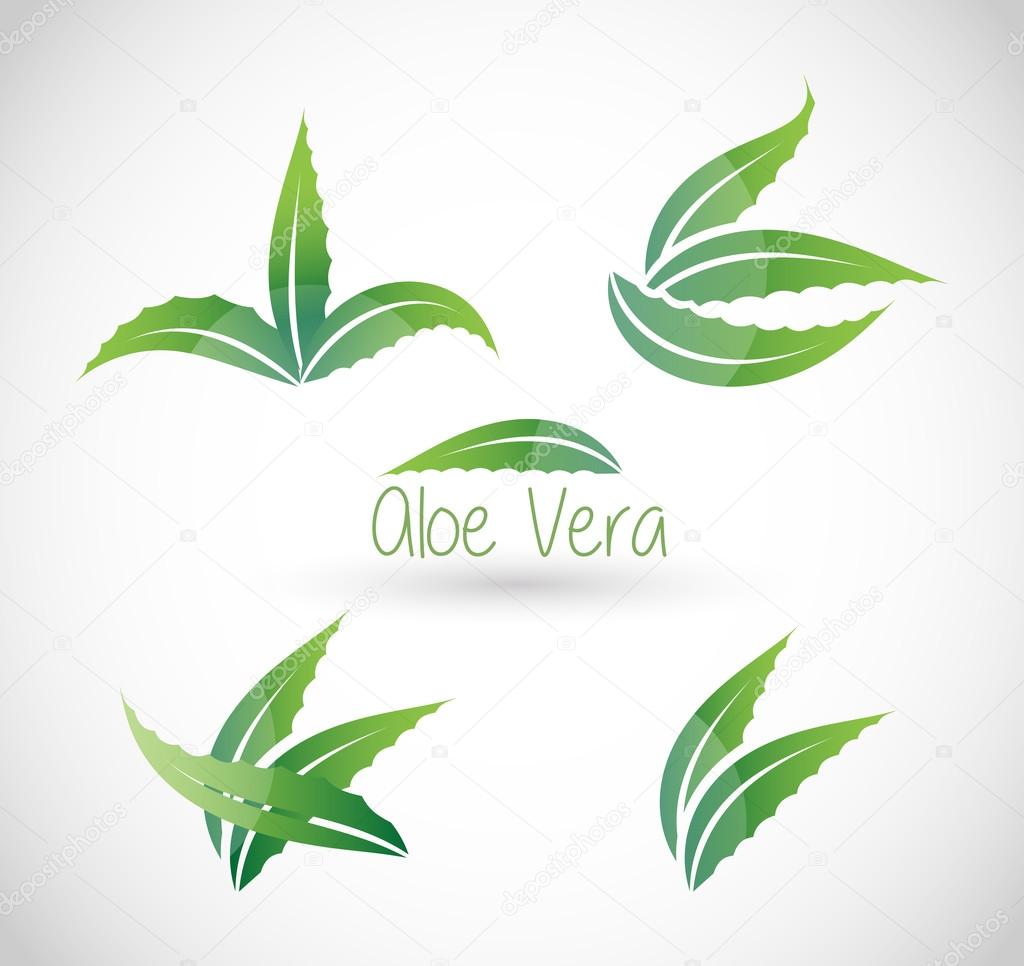Aloe Vera vector illustration