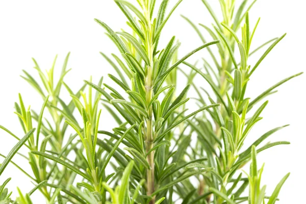 Branches of rosemary on a white background — Stock Photo, Image