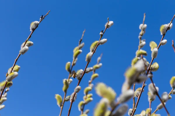 Bourgeons de saule doux et moelleux — Photo