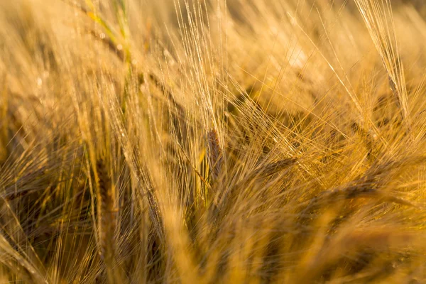 Queda do campo de trigo — Fotografia de Stock