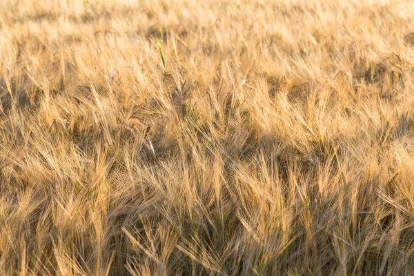 Campo de trigo no por do sol — Fotografia de Stock