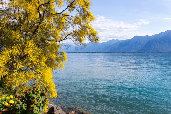 Berge und Genfersee — Stockfoto