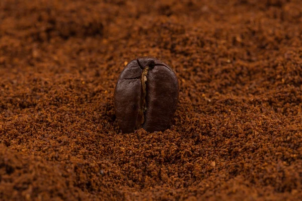 Coffee bean on powder closeup — Stock Photo, Image