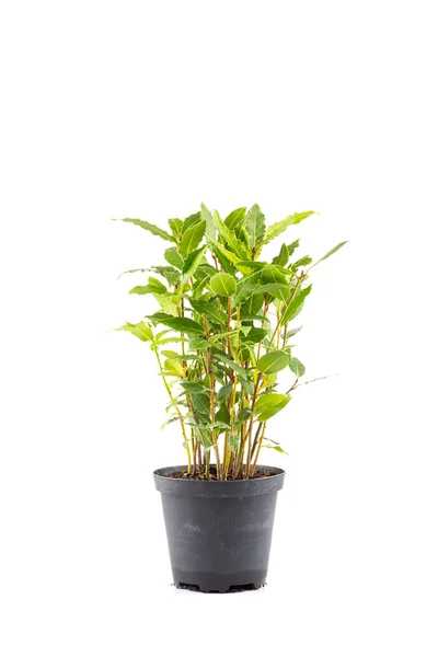 Pequeño árbol de laurel en maceta —  Fotos de Stock