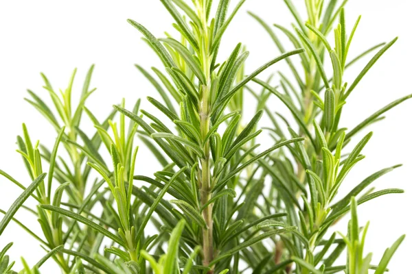 Branches of rosemary on a white background — Stock Photo, Image