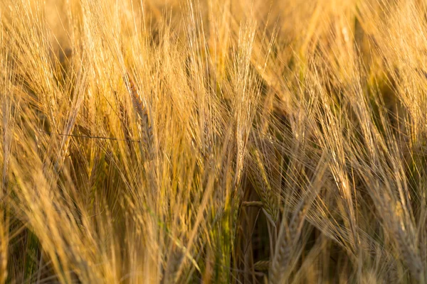 Campo di grano autunno — Foto Stock