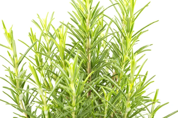 Branches of rosemary on a white background — Stock Photo, Image