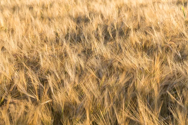 小麦场秋天 — 图库照片