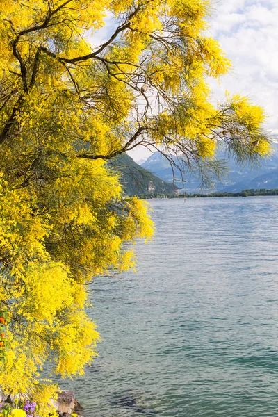 山と湖ジュネーブ — ストック写真