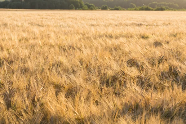 Campo de trigo outono — Fotografia de Stock