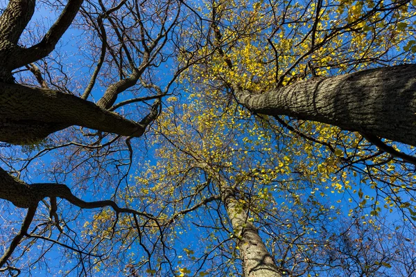 Поздняя осень деревья и голубое небо — стоковое фото