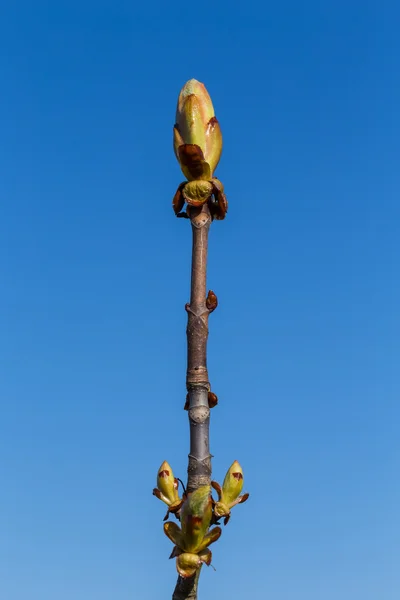 Brotes en un árbol en la primavera — Foto de Stock