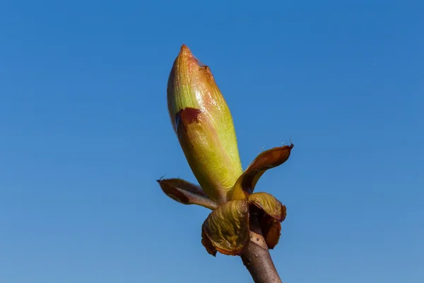 Buds on a tree at the spring time — Stock Photo, Image