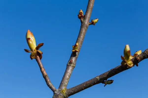 Bahar zamanı ağaçta tomurcuklar — Stok fotoğraf