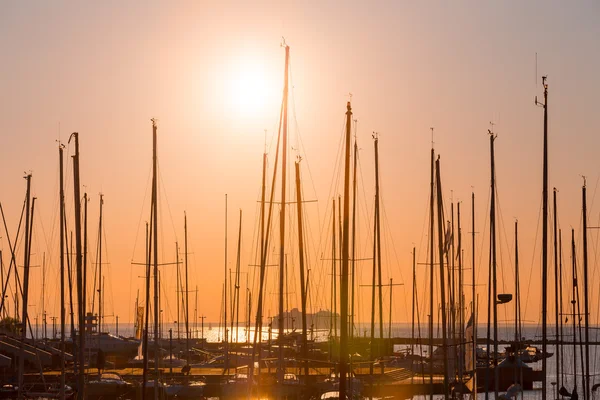 File di barche albero — Foto Stock