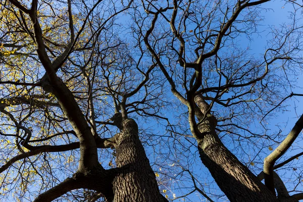 Sen falla träd och blå himmel — Stockfoto